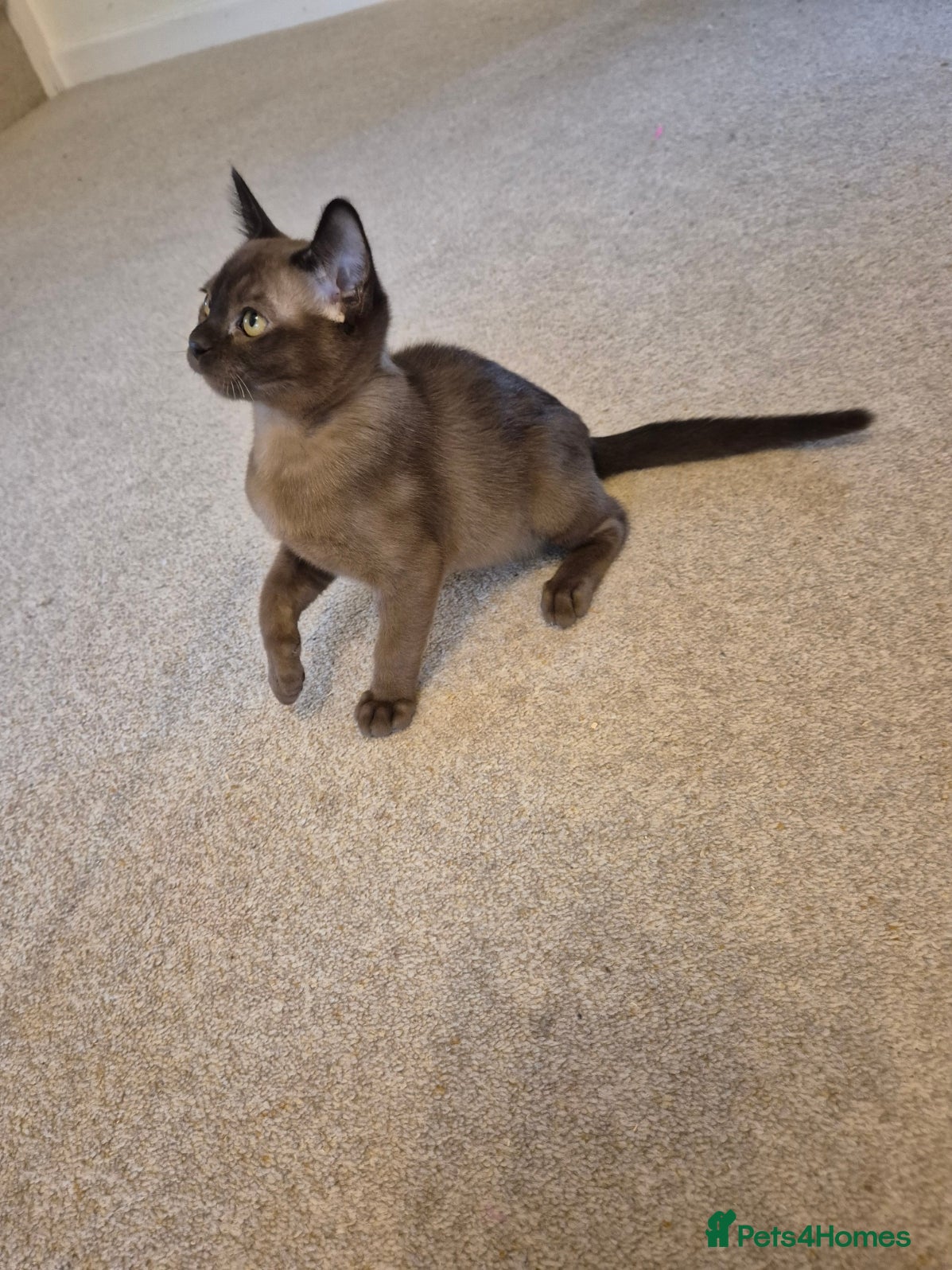 Burmese cats for sale: Pedigree Burmese Kittens Available - Advert 17