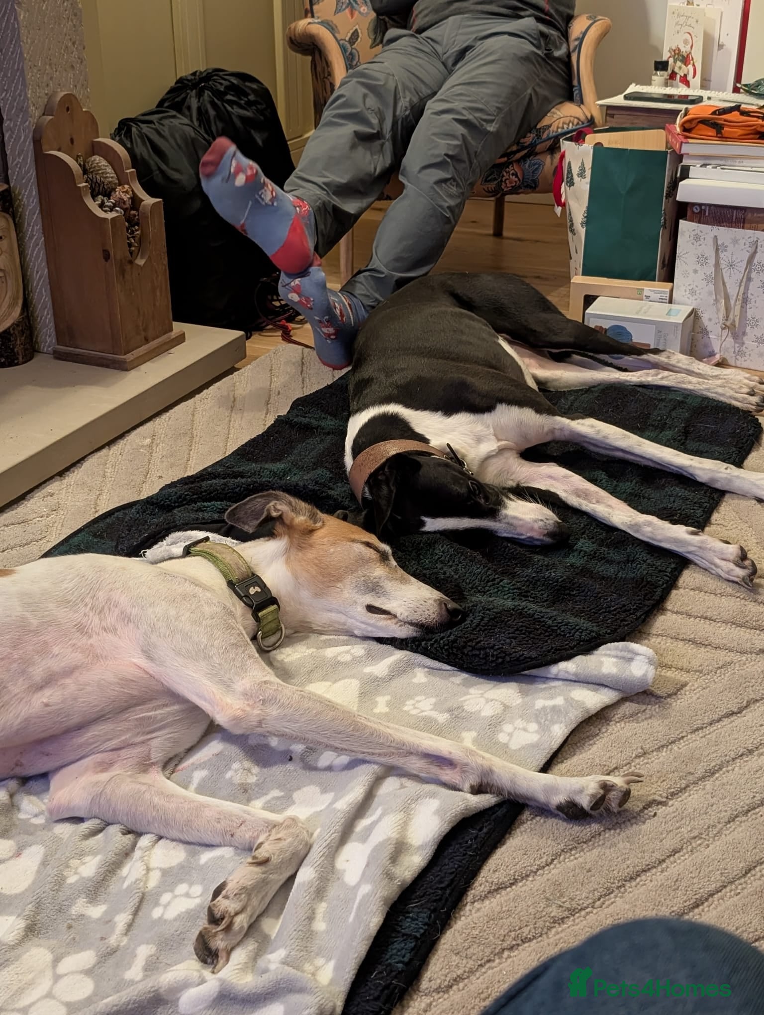 Mixed Breed dogs Lazy Lurchers  - Advert 1