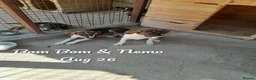Mixed Breed dogs for adoption: Nemo, 7 months approx. Available for adoption. - Advert 4