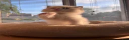 Ragdoll cats for sale: Outstanding reg female bicolour ragdoll kitten  in London - Advert 12
