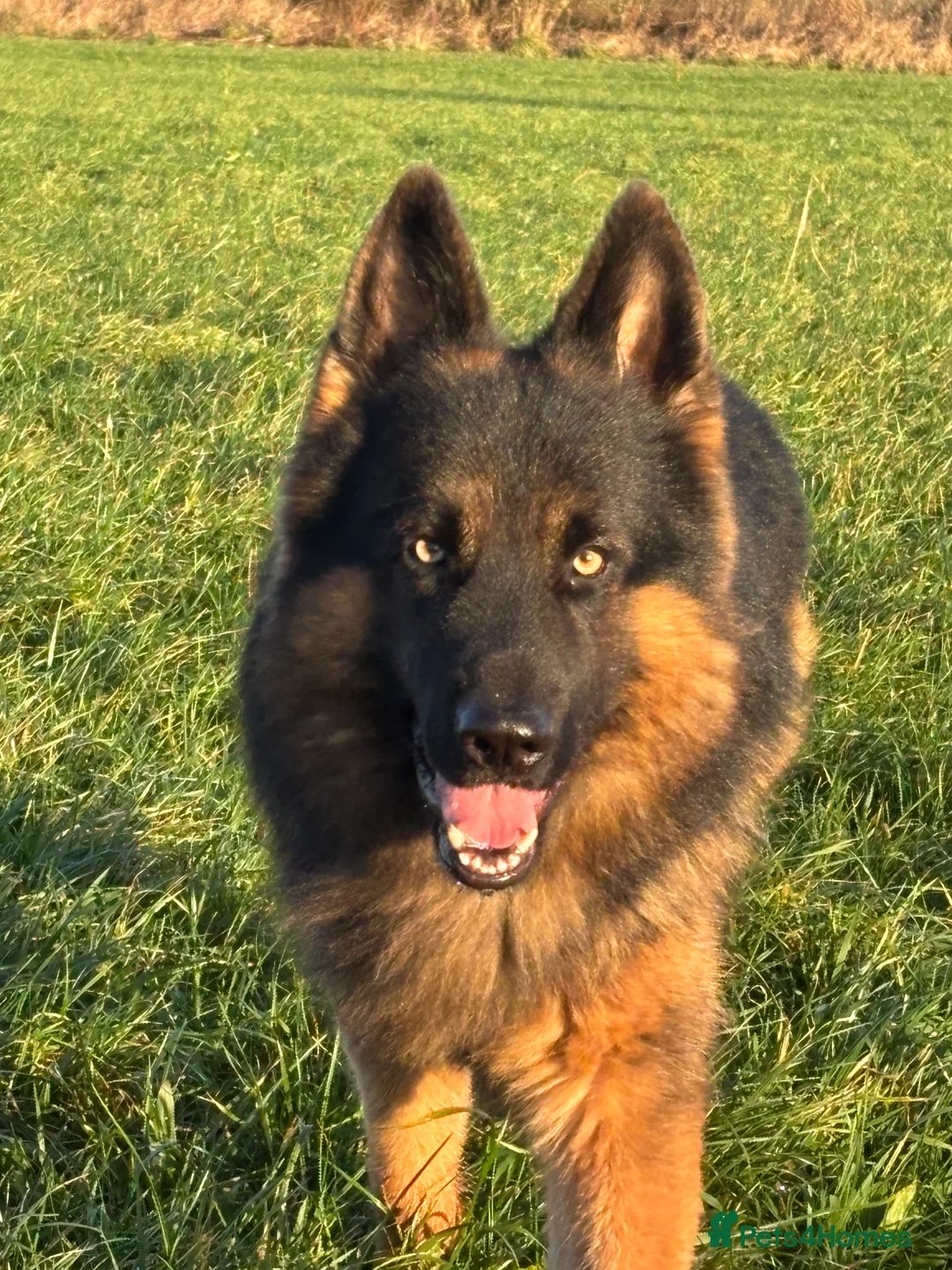 German Shepherd dogs for stud: Herman Kennel Club registered GSD-stud in Doncaster - Advert 22