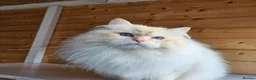 Siberian cats for sale: Outstanding retired male - Advert 6