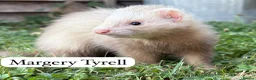 Ferret rodents for sale: ANGELICFERRETS. ONLY 4 JILLS LEFT. READY NOW - Advert 12