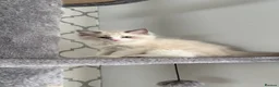 Ragdoll cats for sale: 5 males , 2 females  - Advert 6