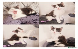 Mixed Breed cats for sale: Your New Fur Baby Is Here !  - Image 5