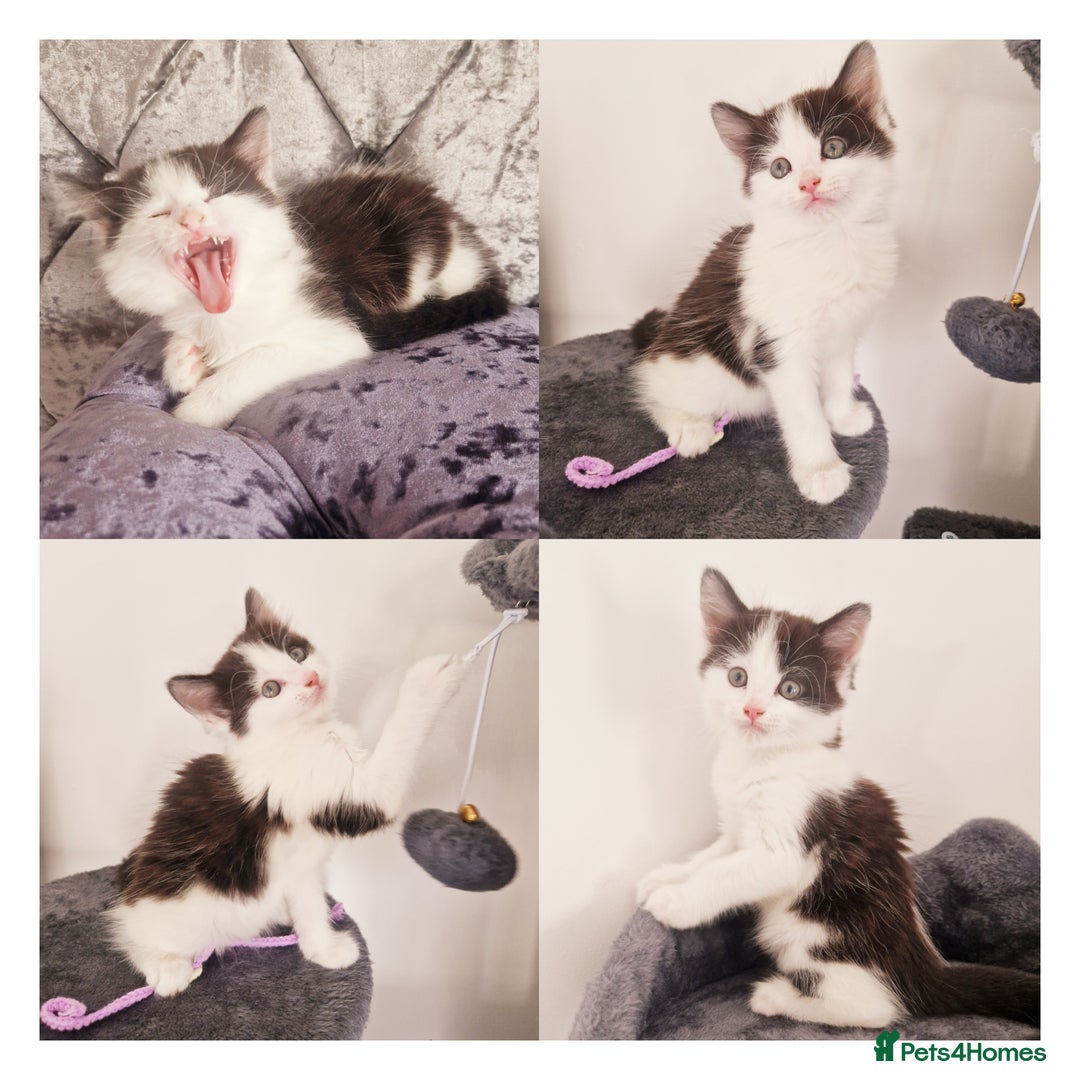 Mixed Breed cats for sale: Your New Fur Baby Is Here !  - Image 5
