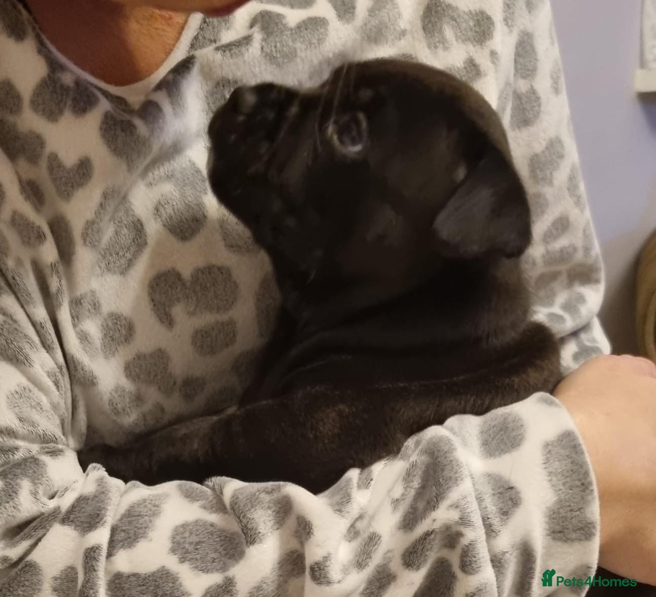 Staffordshire Bull Terrier dogs ~ Amazing black boy KC Staffy ~ - Advert 1