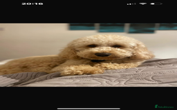 Goldendoodle dogs for sale: Gorgeous F1 Golden Doodles ❤️ - Advert 8