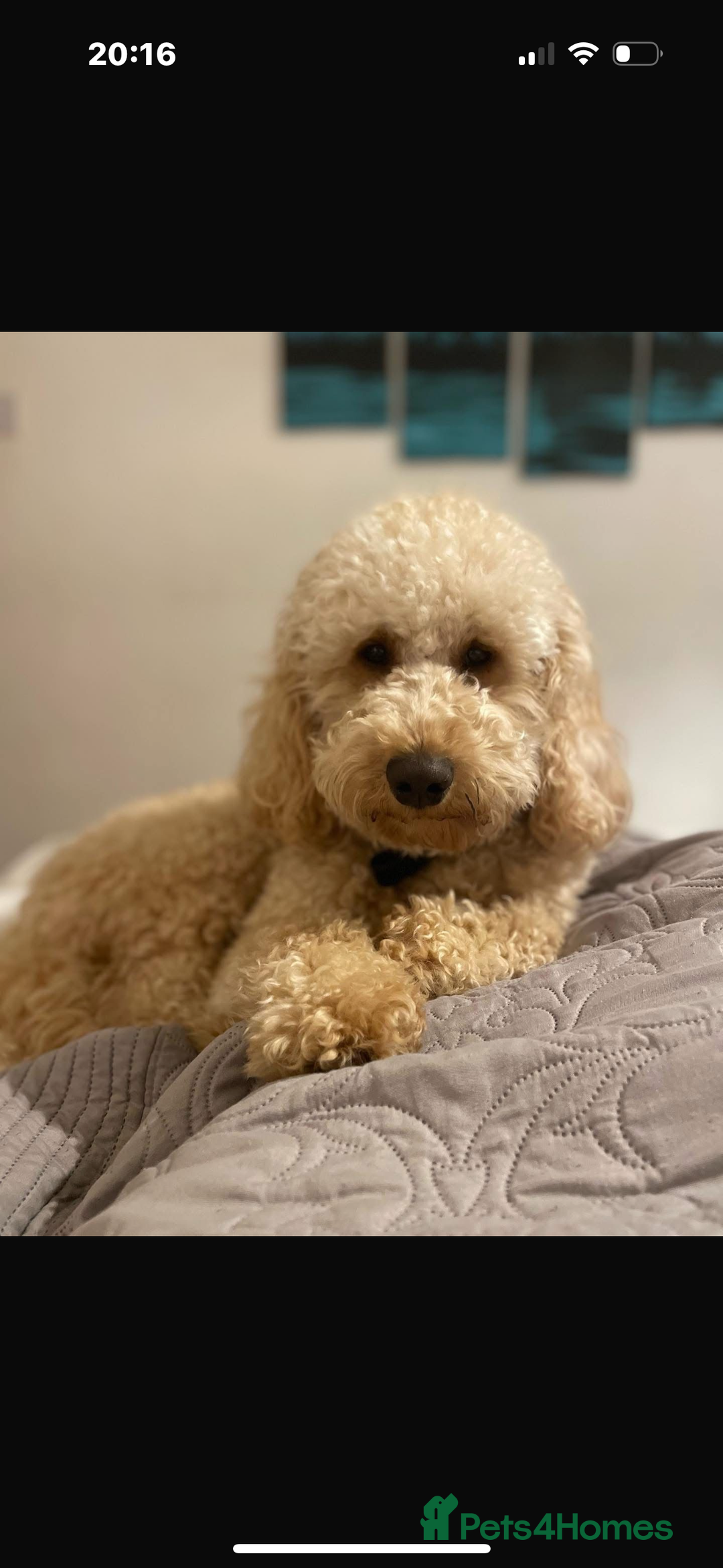 Goldendoodle dogs for sale: Gorgeous F1 Golden Doodles ❤️ - Advert 8