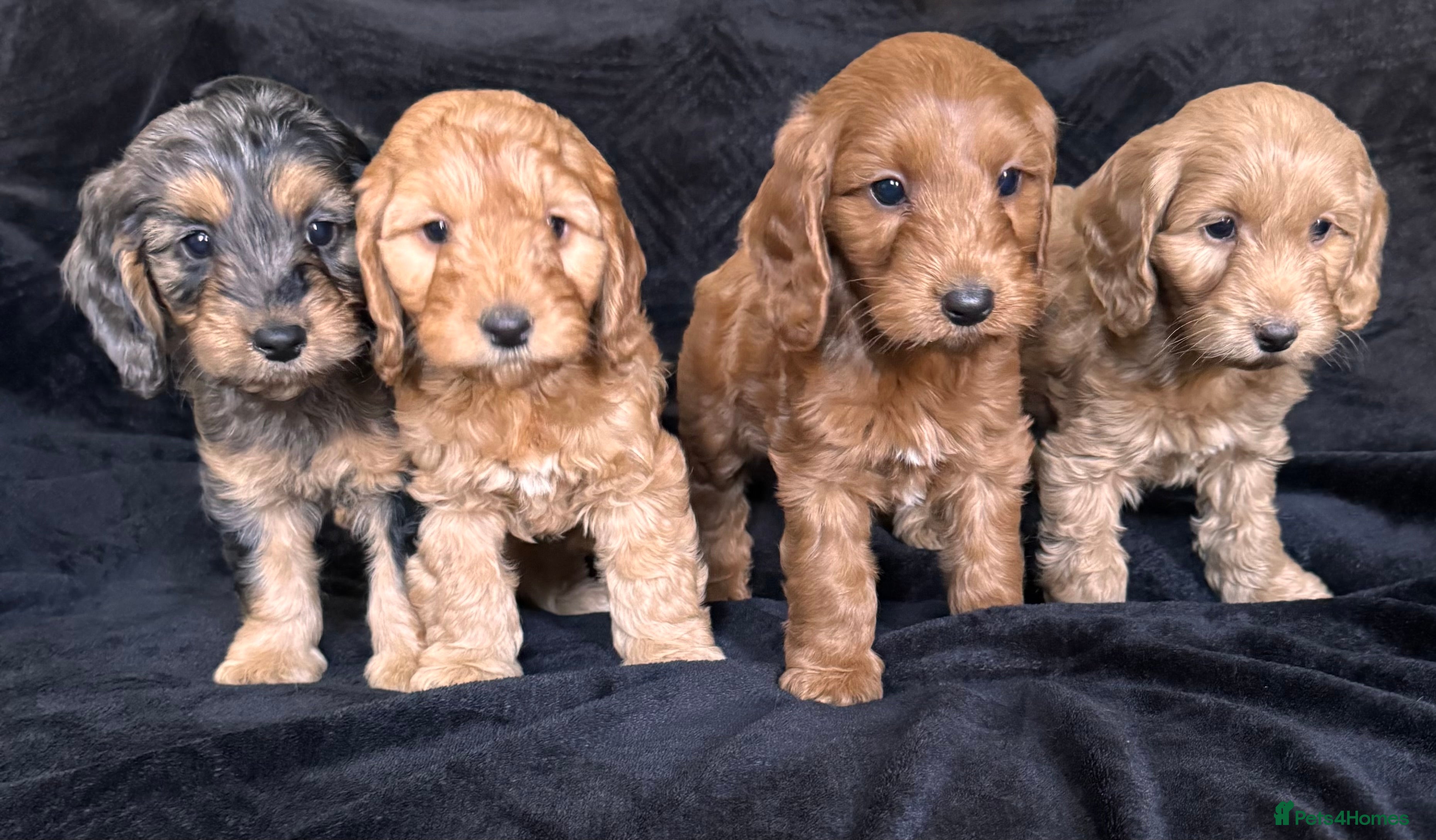 Cockapoo dogs Ready now F1 cockapoo puppies  - Advert 8