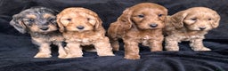 Cockapoo dogs for sale: Ready now F1 cockapoo puppies  - Advert 2