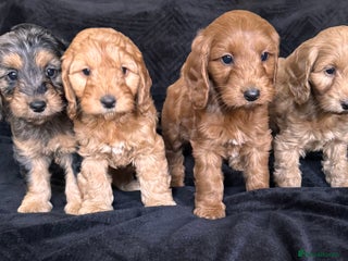 Cockapoo dogs Ready now F1 cockapoo puppies - Advert 5
