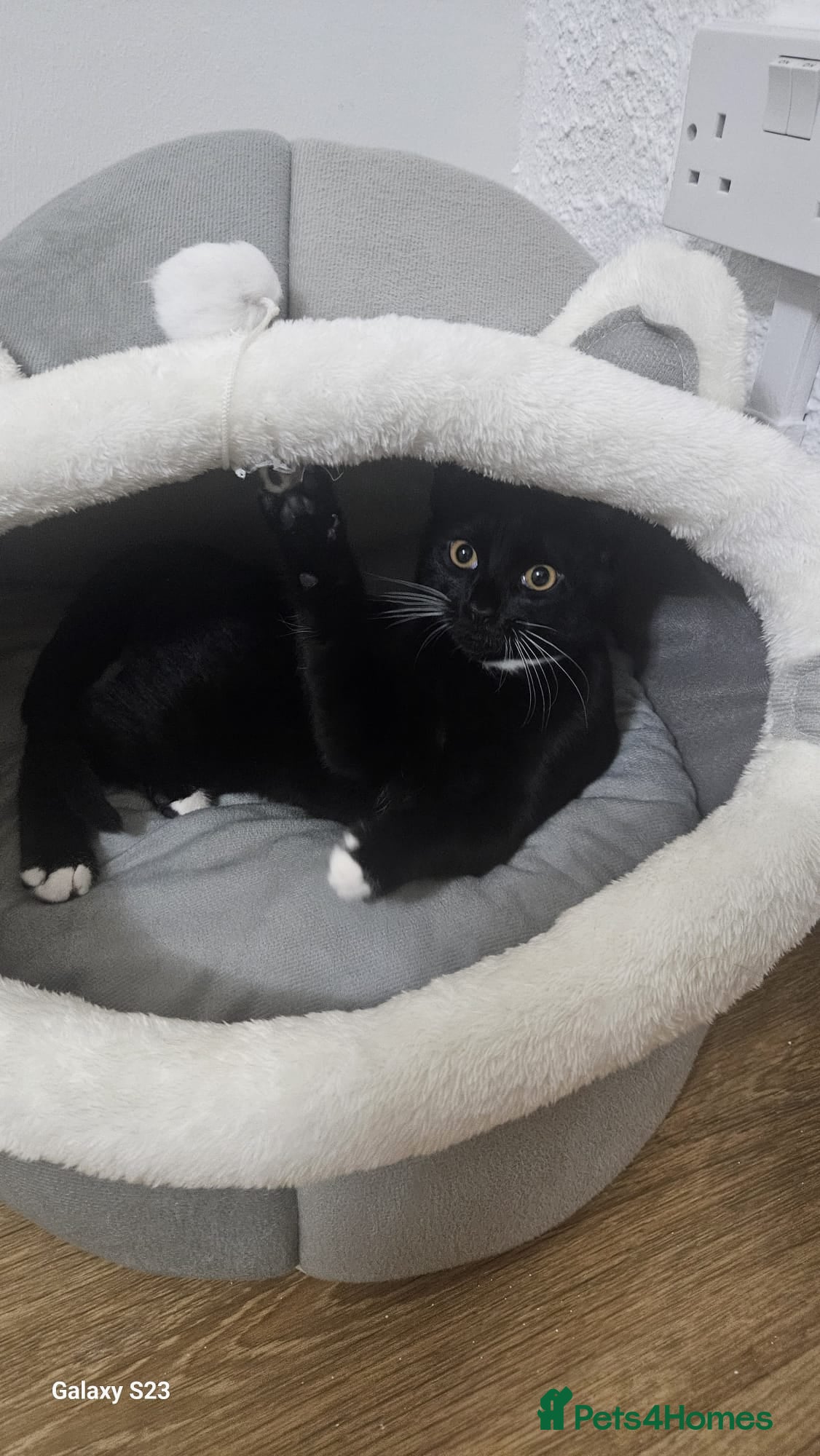 British Shorthair cats Lovely British Shorthair Looking for a Loving Home - Advert 2