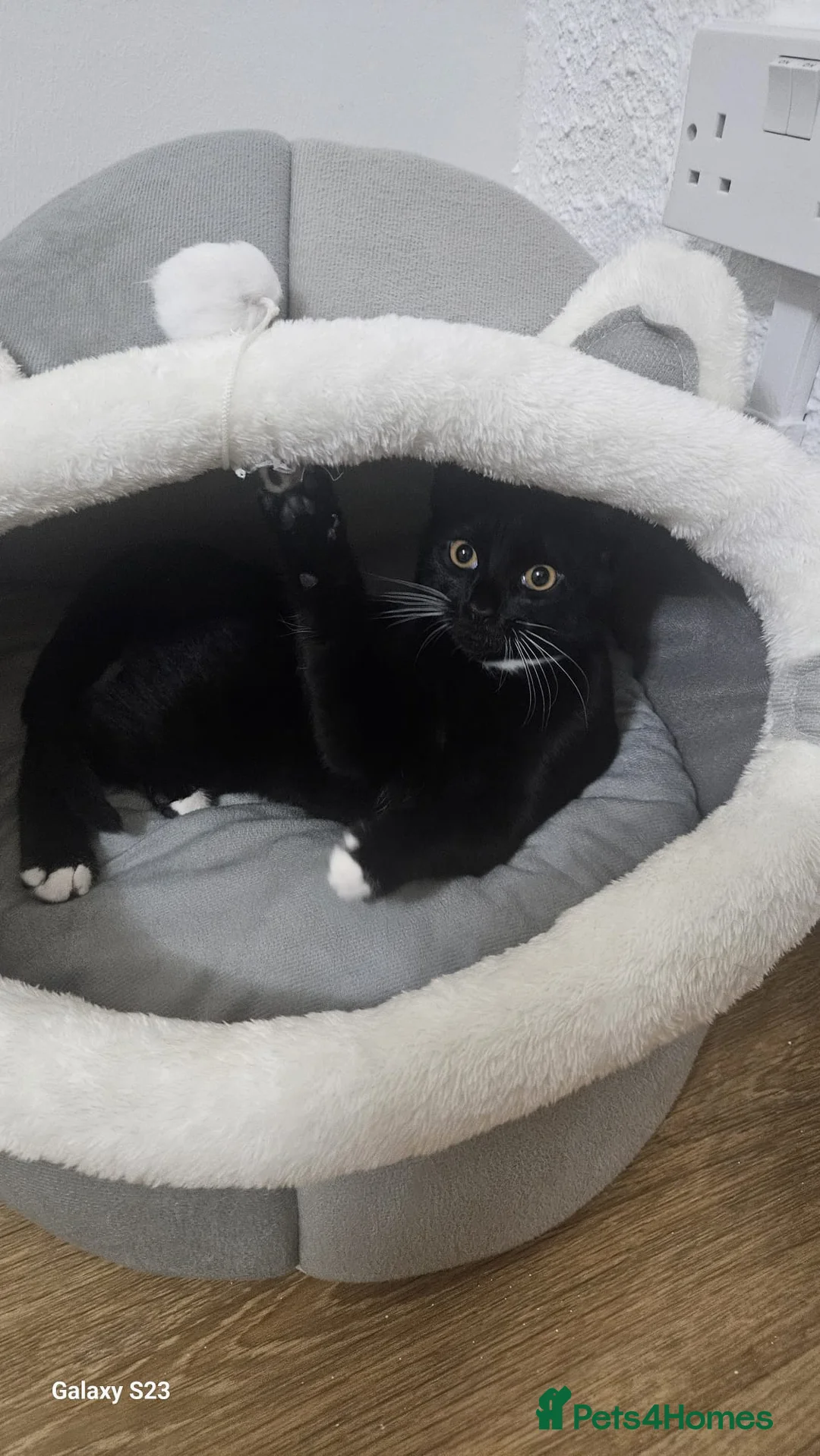 British Shorthair cats for sale: Lovely British Shorthair Looking for a Loving Home in London - Advert 2