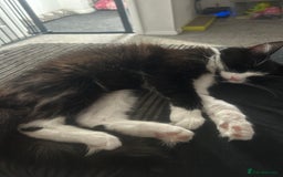 British Longhair cats for sale: Sweet natured,beautiful kitten&seresto fleaCollar  - Image 7