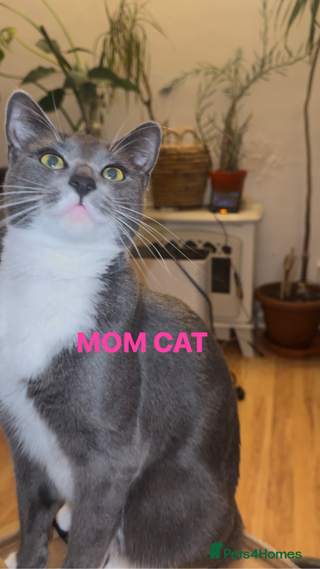 Mixed Breed cats for sale: Beautiful Russian Blue Mix Kittens - Image 6
