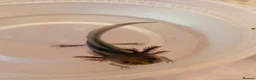 Axolotl reptiles for sale: Baby Axolotol’s  in Barnsley - Advert 3