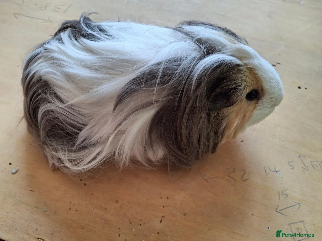 Guinea Pig rodents for sale: Gorgeous Girls looking for shared home in Stroud - Advert 2