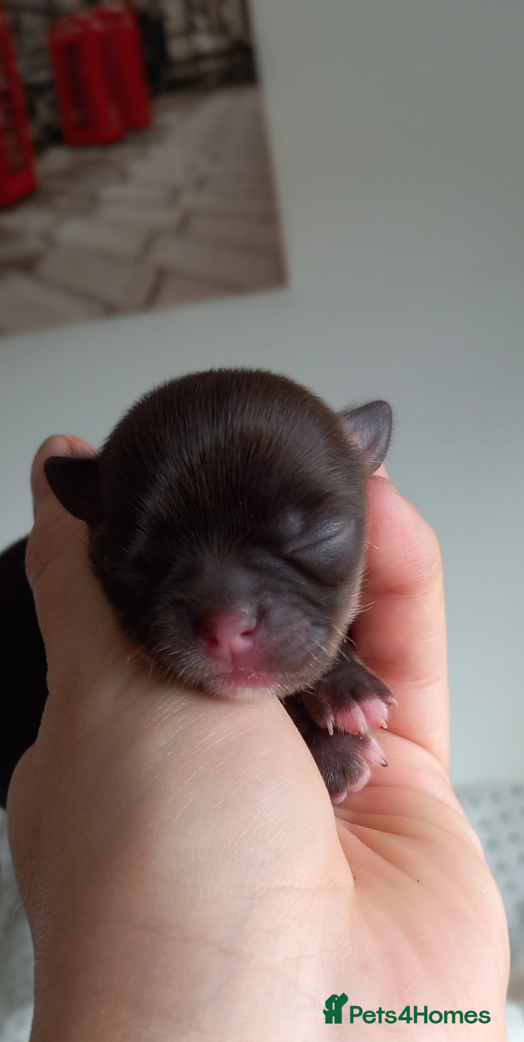 Chihuahua dogs for sale: ❤️‍🔥Dna tested parents❤️‍🔥Long-coat 2boys 2girls - Image 8