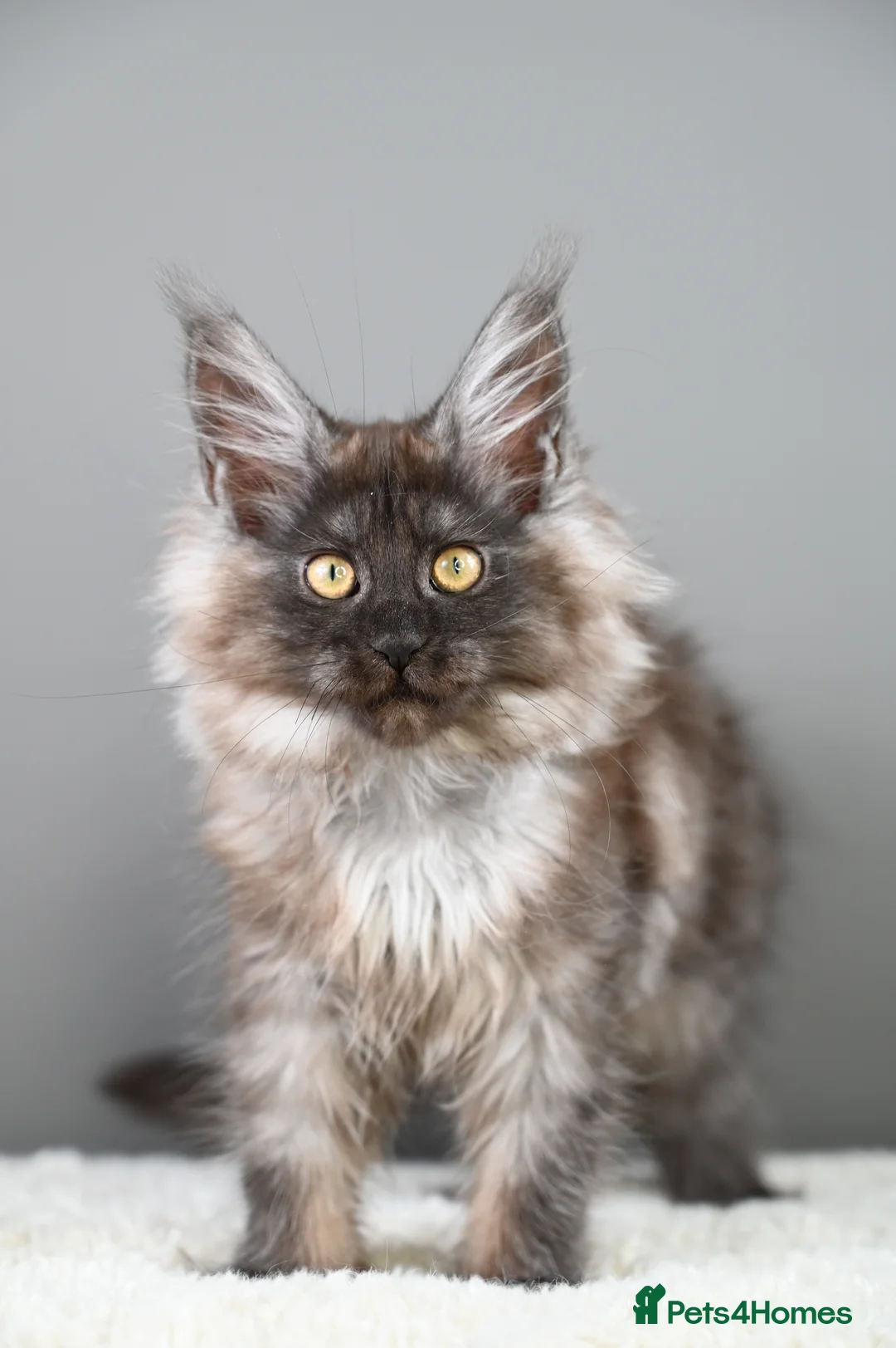 Maine Coon cats for sale: 3 Unique Kittens available - TICA registered  - Advert 9