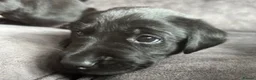 Labrador Retriever dogs for sale: Stunning litter of KC black labradors - Advert 7
