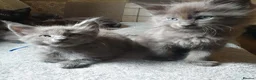 Maine Coon cats for sale: Tica registered pedigree poly Maine Coons. - Advert 11