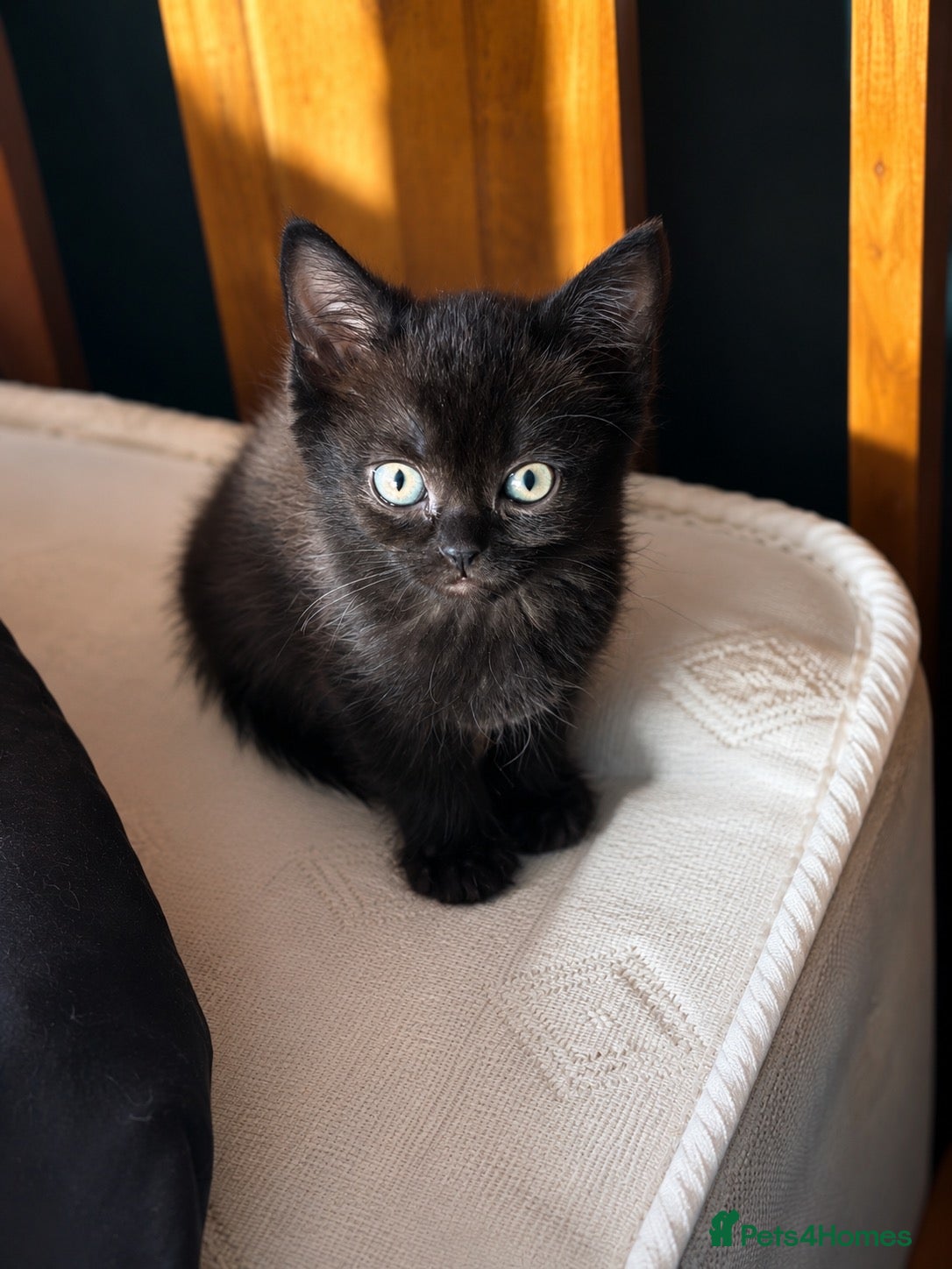 Mixed Breed cats Last of the litter - Advert 2