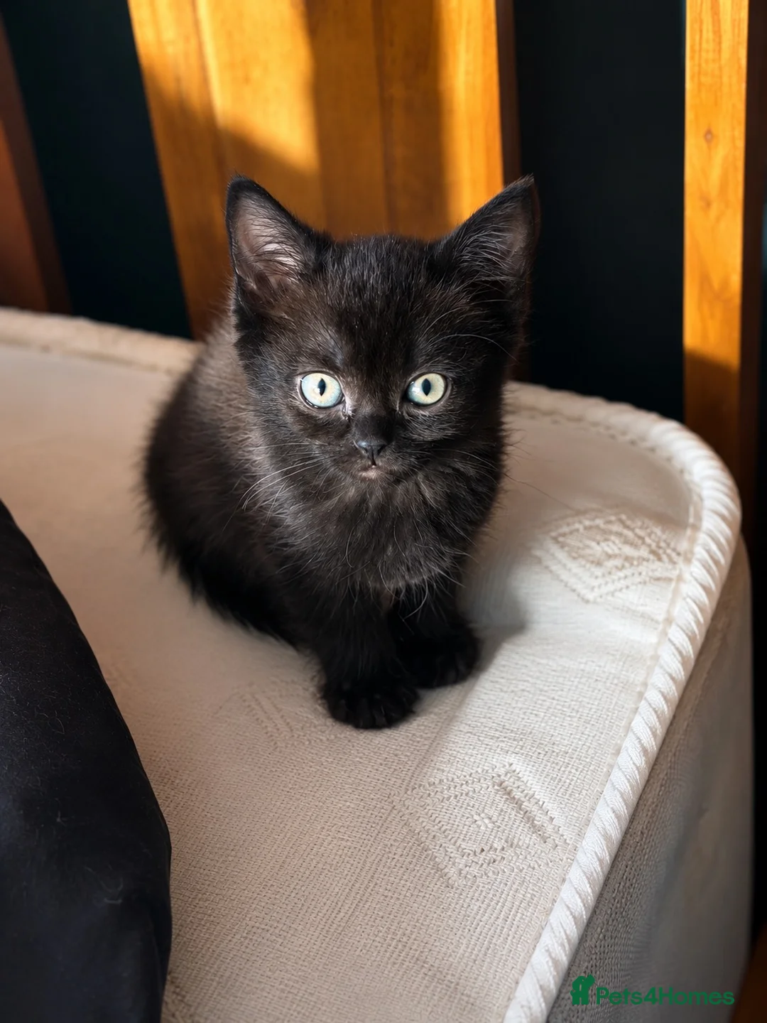 Mixed Breed cats for sale: Last of the litter - Advert 1