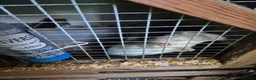 Ferret rodents for sale: Micro ferrits - Advert 10