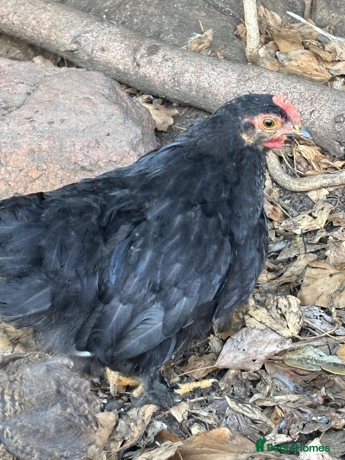 Chickens poultry Believed Male Pekin Bantam chick - Advert 2