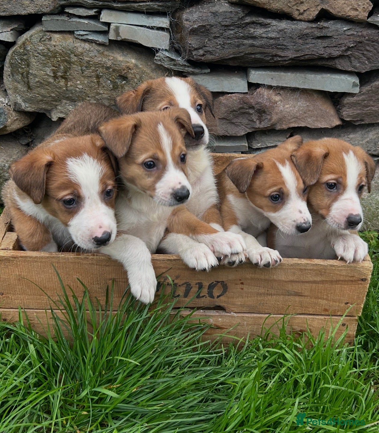 Border Collie dogs Collie pups - Advert 21
