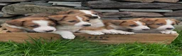 Border Collie dogs for sale: Collie pups - Advert 1