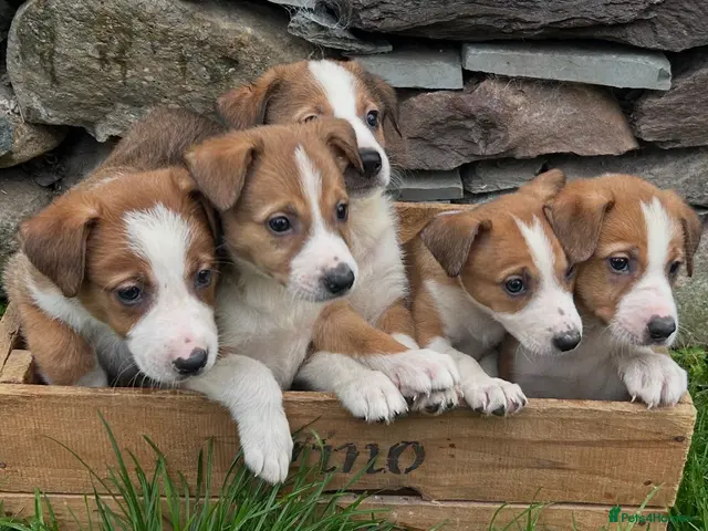 Border Collie dogs for sale: Collie pups - Advert 1