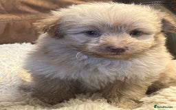 Pomapoo dogs for sale: stunning confident types - Image 5