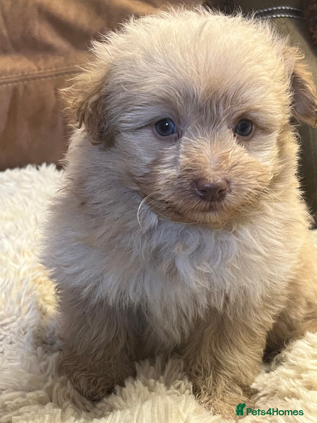Pomapoo dogs for sale: stunning confident types - Image 5