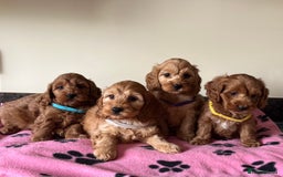 Cockapoo dogs for sale: Cockapoo puppies  - Image 9