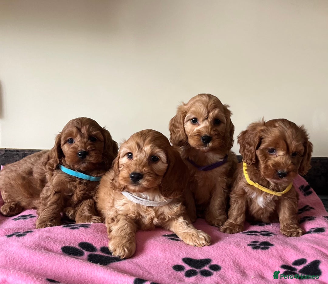 Cockapoo dogs for sale: Cockapoo puppies  - Image 9