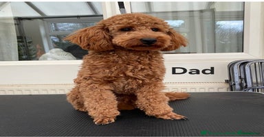 Mixed Breed dogs - Advert 1