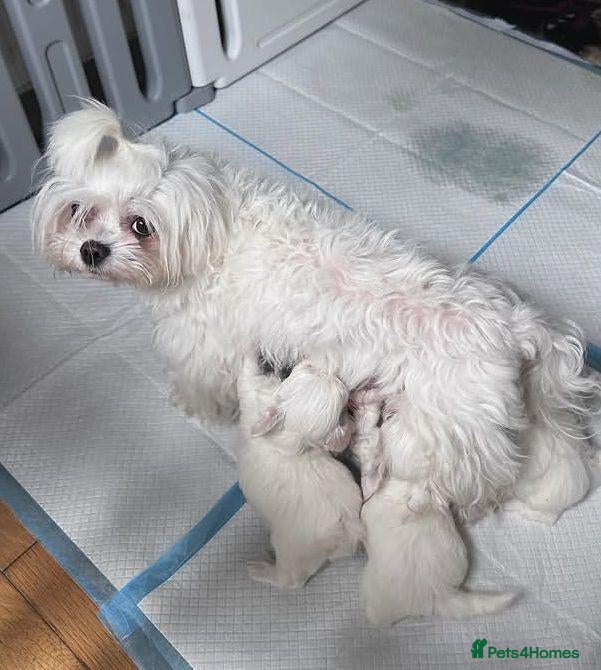 Maltese dogs Three Little Treasures in White Maltese Puppies - Advert 2