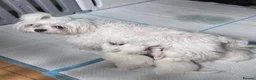 Maltese dogs for sale: Three Little Treasures in White Maltese Puppies - Advert 1