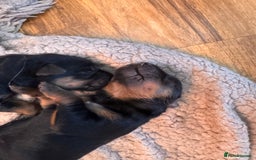 Mixed Breed dogs for sale: Rotti x gsd pups - Image 6