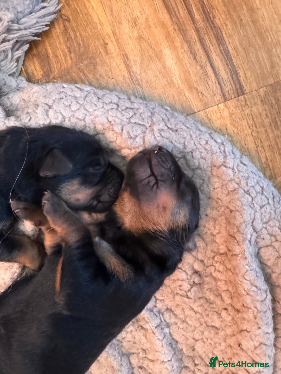 Mixed Breed dogs for sale: Rotti x gsd pups - Image 6