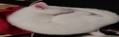 Mixed Breed Kitten 2