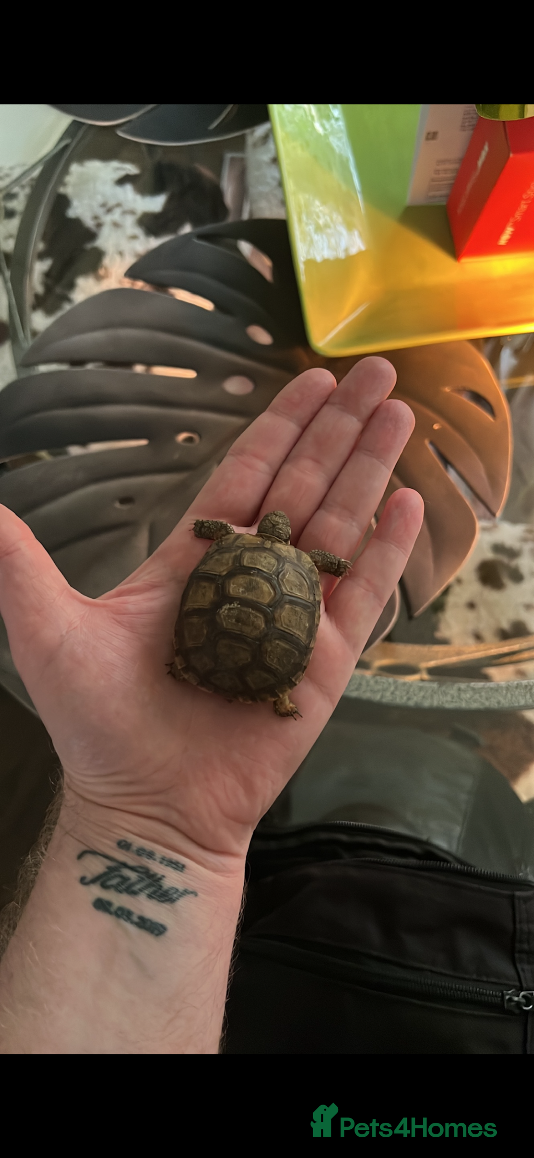 Tortoise reptiles for sale: Tortoises - Advert 4