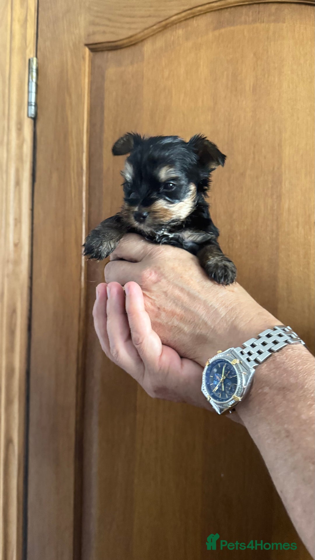 Yorkshire Terrier dogs for sale: Yorkshire terrier puppy  - Image 8