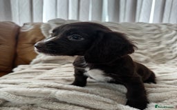 Sprocker dogs for sale: Health Tested- Chocolate Sprocker Puppies 🐻  in Bishop Auckland - Image 7