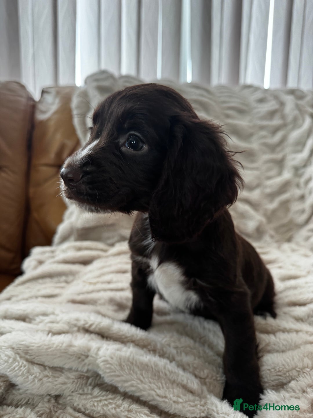 Sprocker dogs for sale: Health Tested- Chocolate Sprocker Puppies 🐻  in Bishop Auckland - Image 7