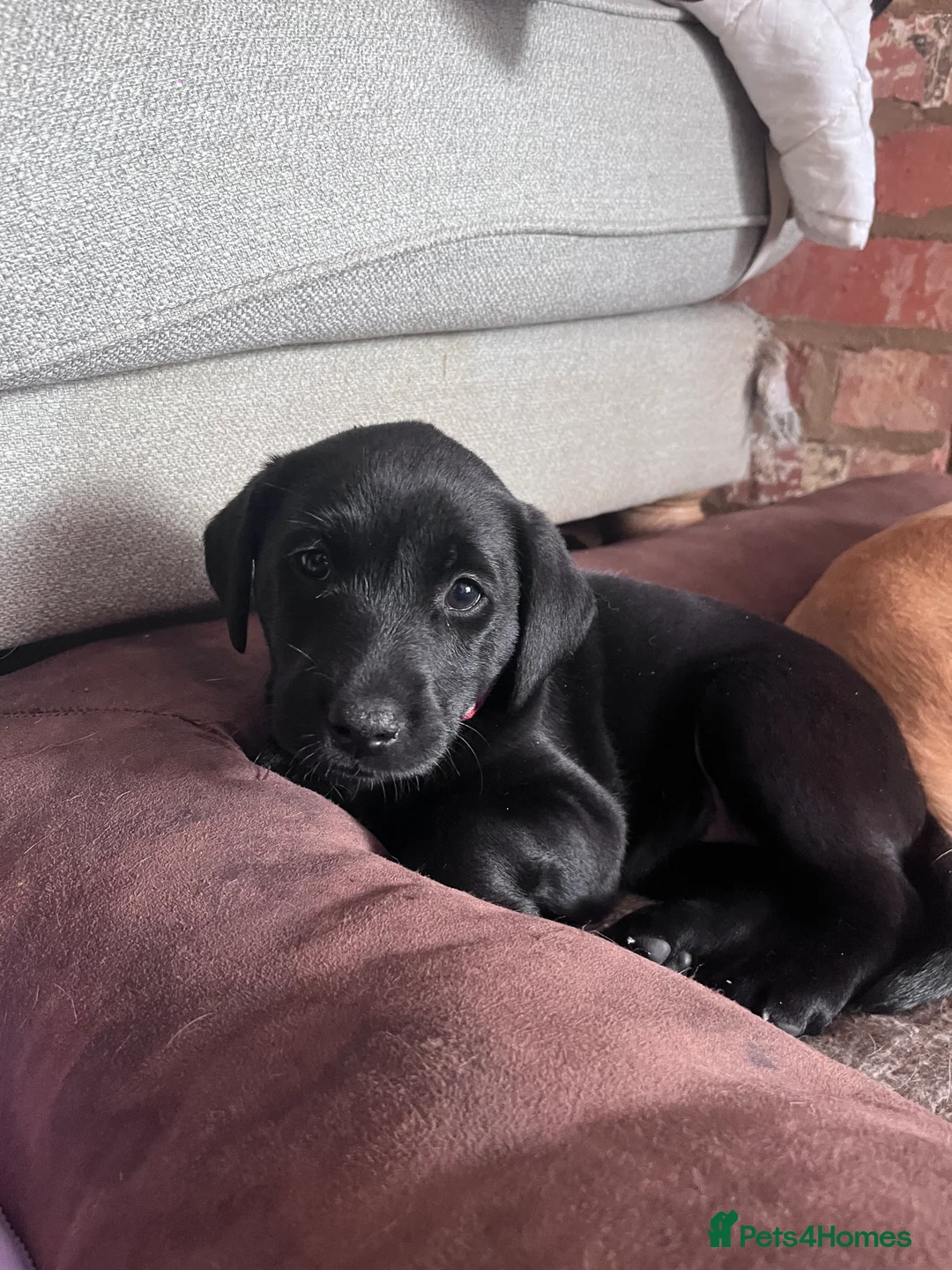 Labrador Retriever dogs for sale: Black Labrador Pups, KC Registered, 2 F, 1 M.  - Advert 2