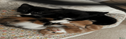 British Shorthair cats for sale: Two black kittens, one with some white    in Bristol - Advert 11