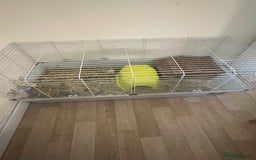 Guinea Pig rodents for sale: 2 male guinea pigs and indoor cage  - Image 3
